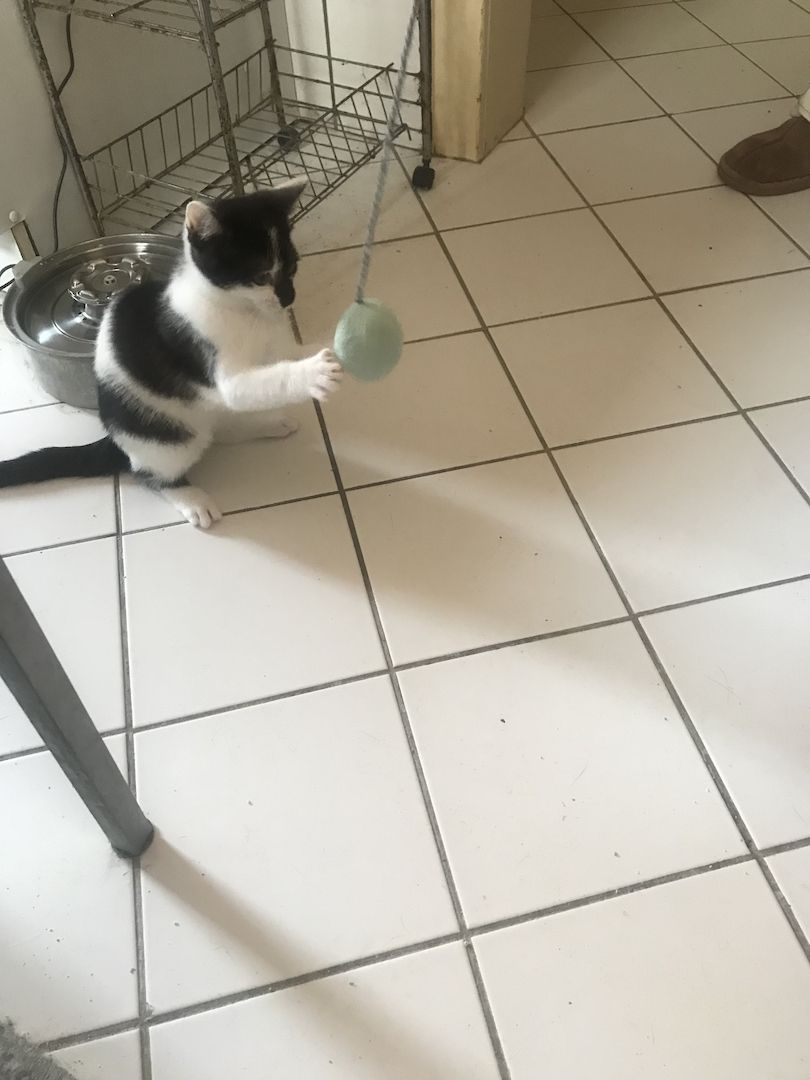 Ägyptische Mau Mix kitten