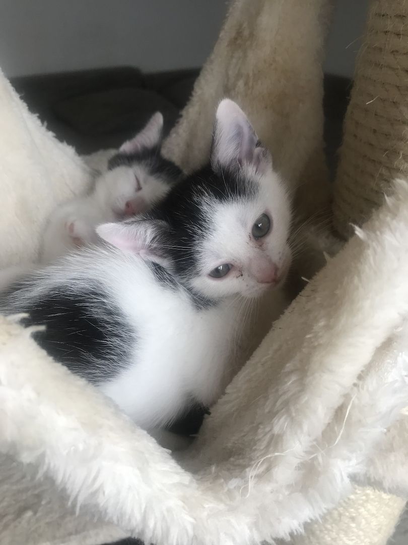 Ägyptische Mau Mix kitten