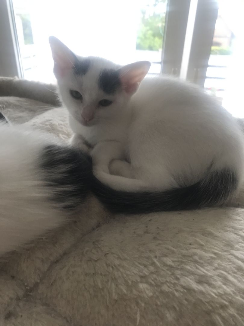 Ägyptische Mau Mix kitten