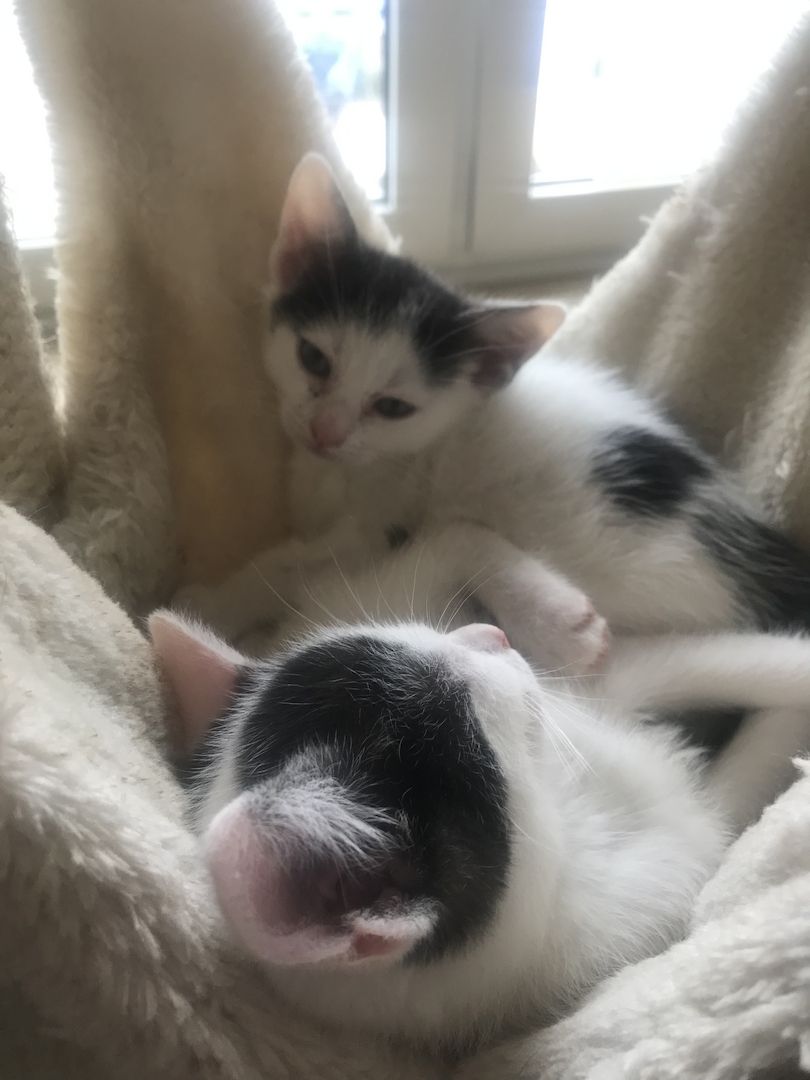 Ägyptische Mau Mix kitten