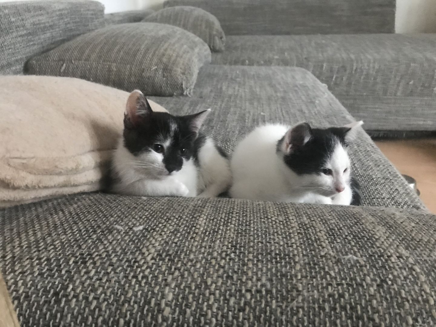 Ägyptische Mau Mix kitten