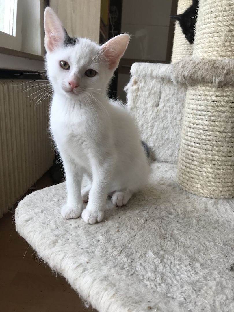 Ägyptische Mau Mix kitten