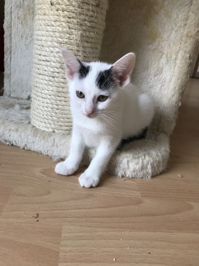 Ägyptische Mau Mix kitten