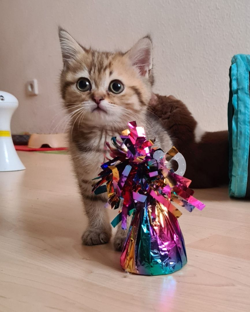 7 wunderschöne reinrassige BKH mit besonderen Farben