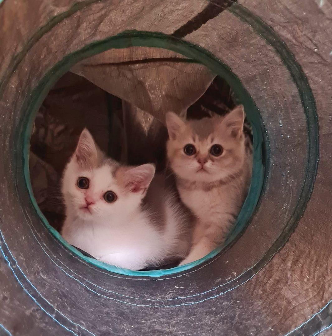 7 wunderschöne reinrassige BKH mit besonderen Farben