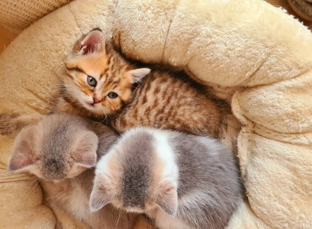 7 wunderschöne reinrassige BKH mit besonderen Farben