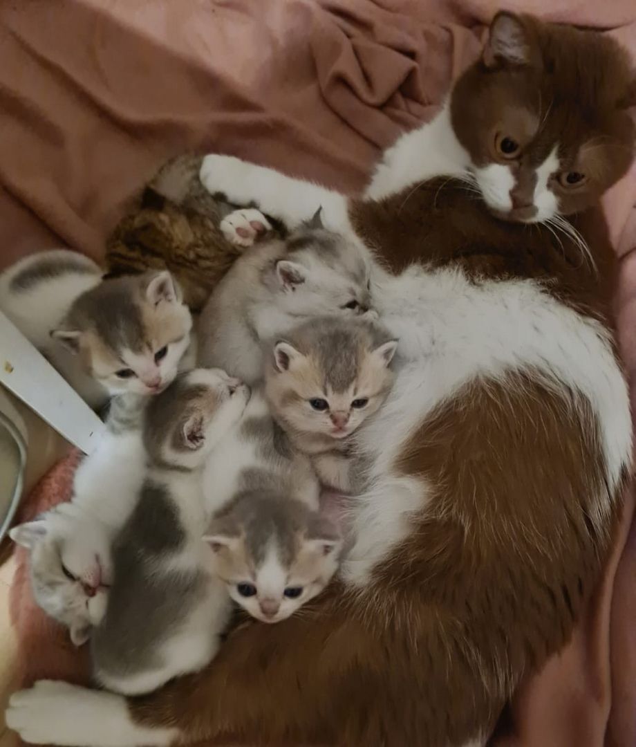 7 wunderschöne reinrassige BKH mit besonderen Farben