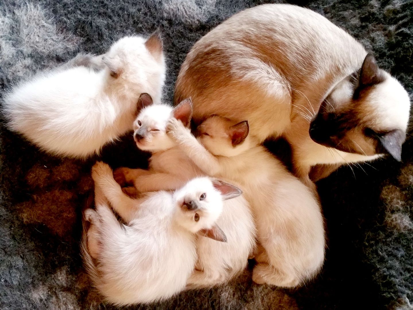 Siamkitten - Old Style Siamese (Wichien-Maat)