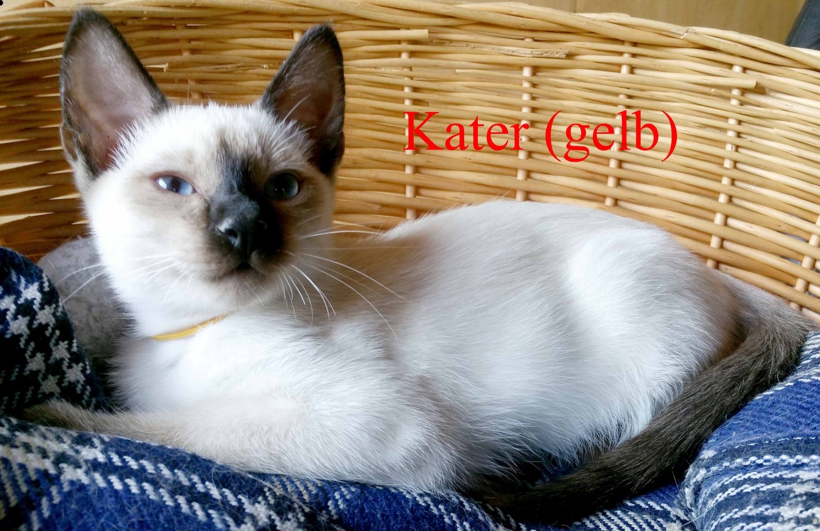 Siamkitten - Old Style Siamese (Wichien-Maat)