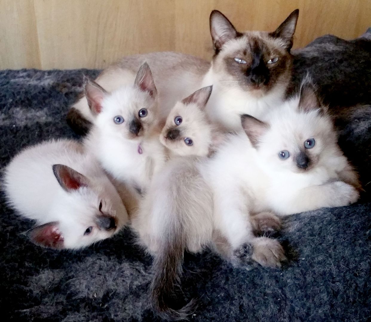 Siamkitten - Old Style Siamese (Wichien-Maat)