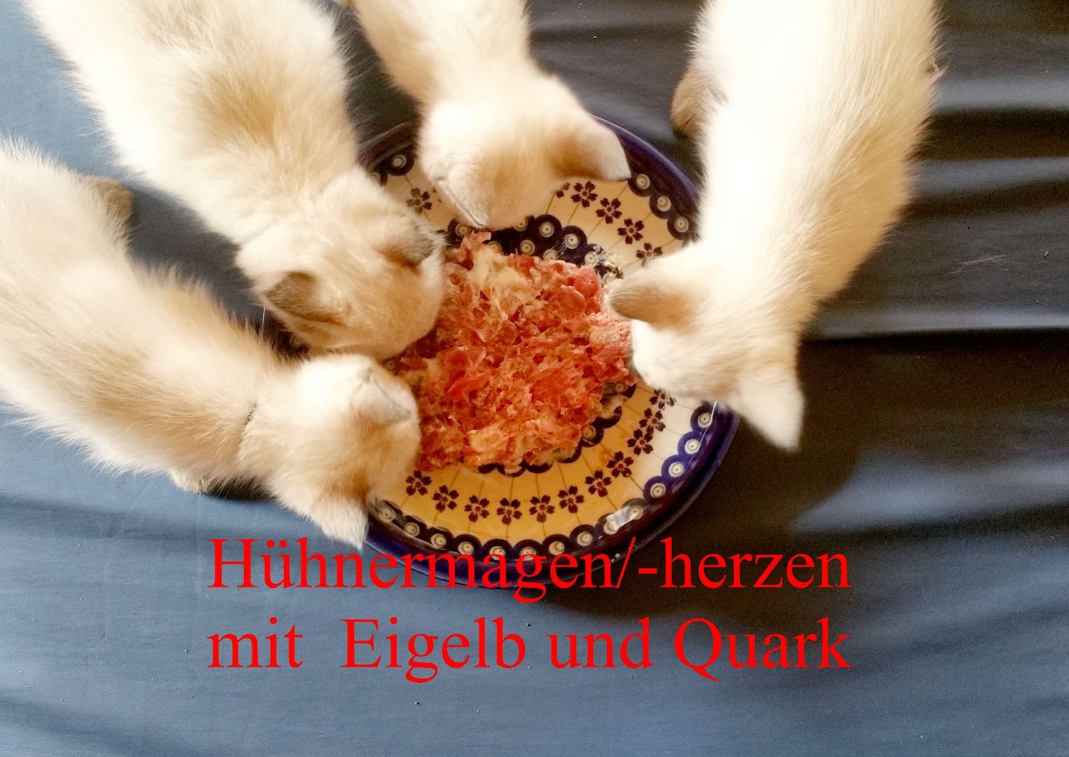 Siamkitten - Old Style Siamese (Wichien-Maat)