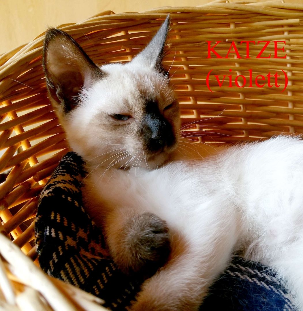 Siamkitten - Old Style Siamese (Wichien-Maat)