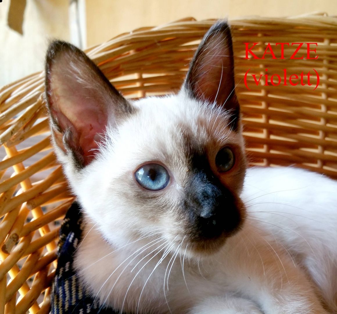 Siamkitten - Old Style Siamese (Wichien-Maat)