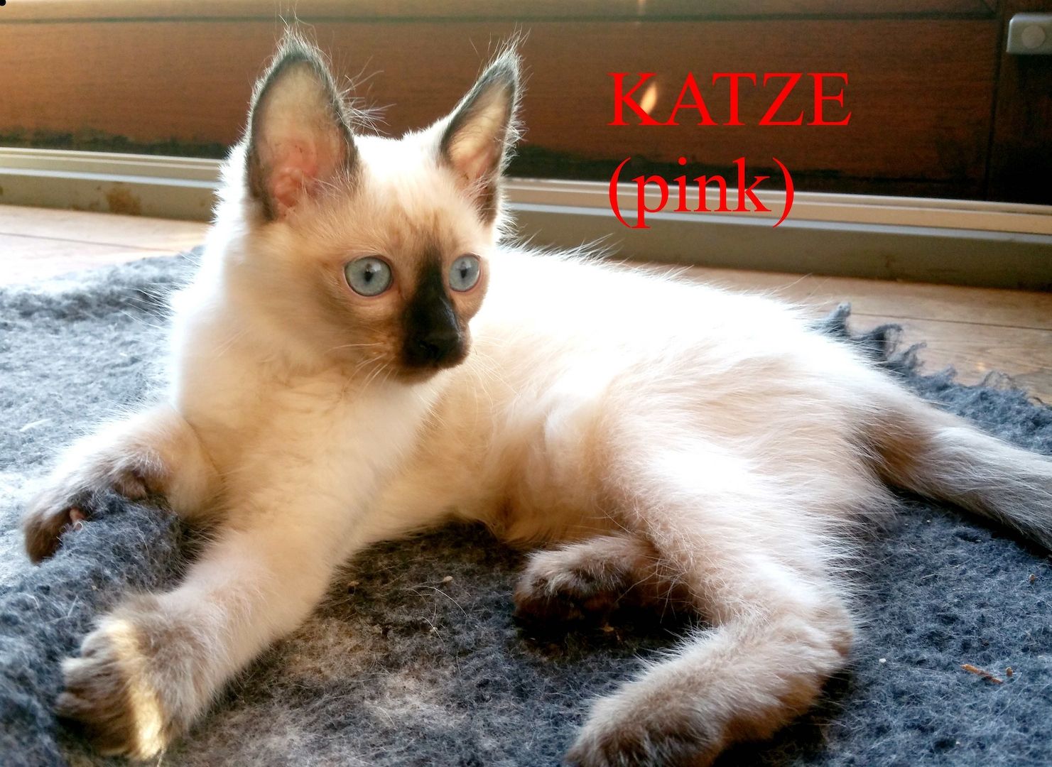 Siamkitten - Old Style Siamese (Wichien-Maat)