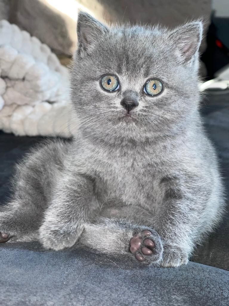 2 Reinrassige graue BKH Kitten abzugeben 2 Reinrassige graue BKH Kitten abzugeben