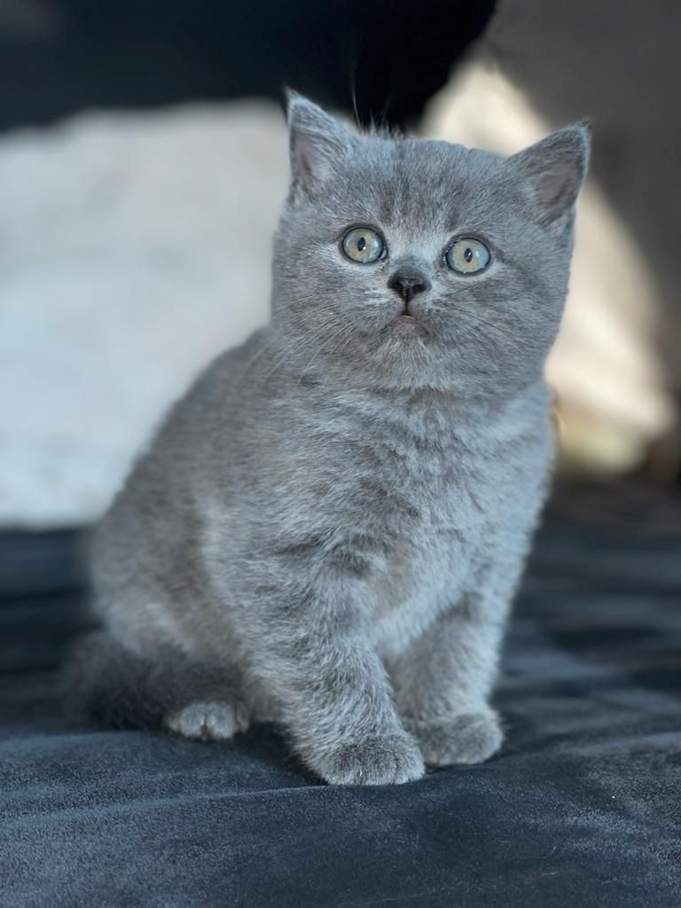 2 Reinrassige graue BKH Kitten abzugeben 2 Reinrassige graue BKH Kitten abzugeben