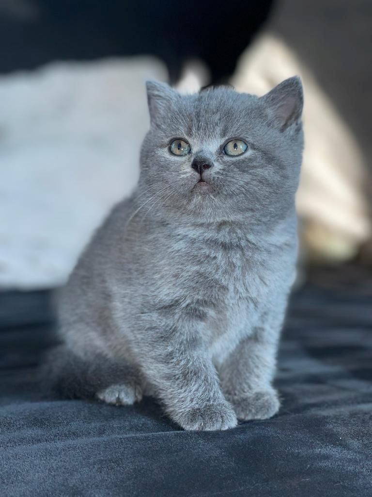 2 Reinrassige graue BKH Kitten abzugeben 2 Reinrassige graue BKH Kitten abzugeben