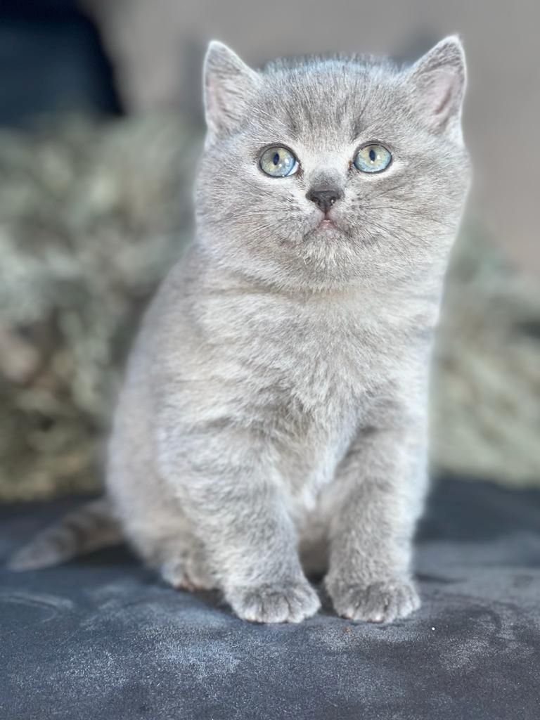 2 Reinrassige graue BKH Kitten abzugeben 2 Reinrassige graue BKH Kitten abzugeben