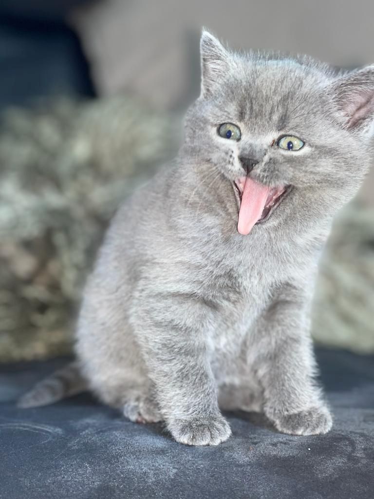 2 Reinrassige graue BKH Kitten abzugeben 2 Reinrassige graue BKH Kitten abzugeben