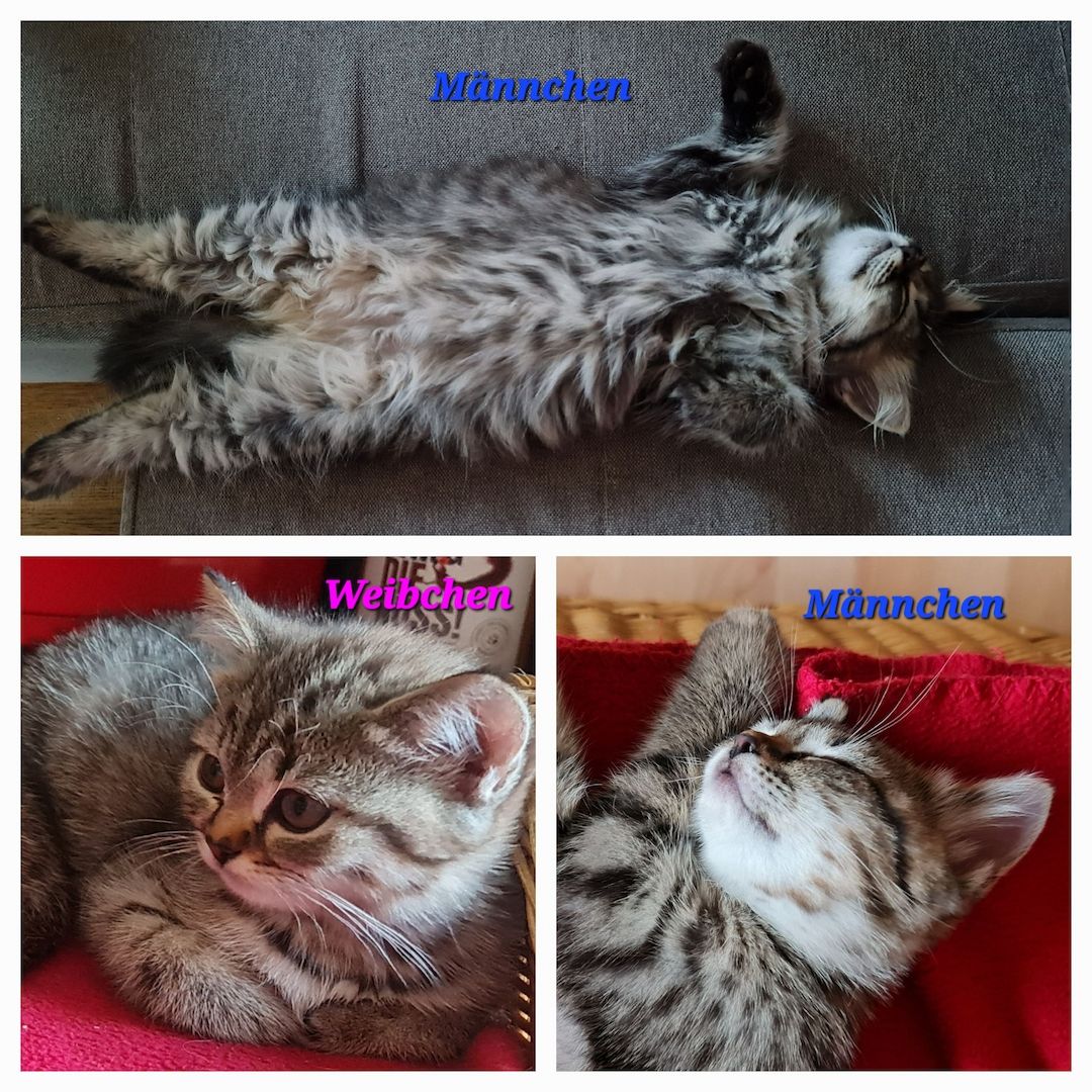 Drei wunderschöne BKH/BLH Kitten zu verkaufen.