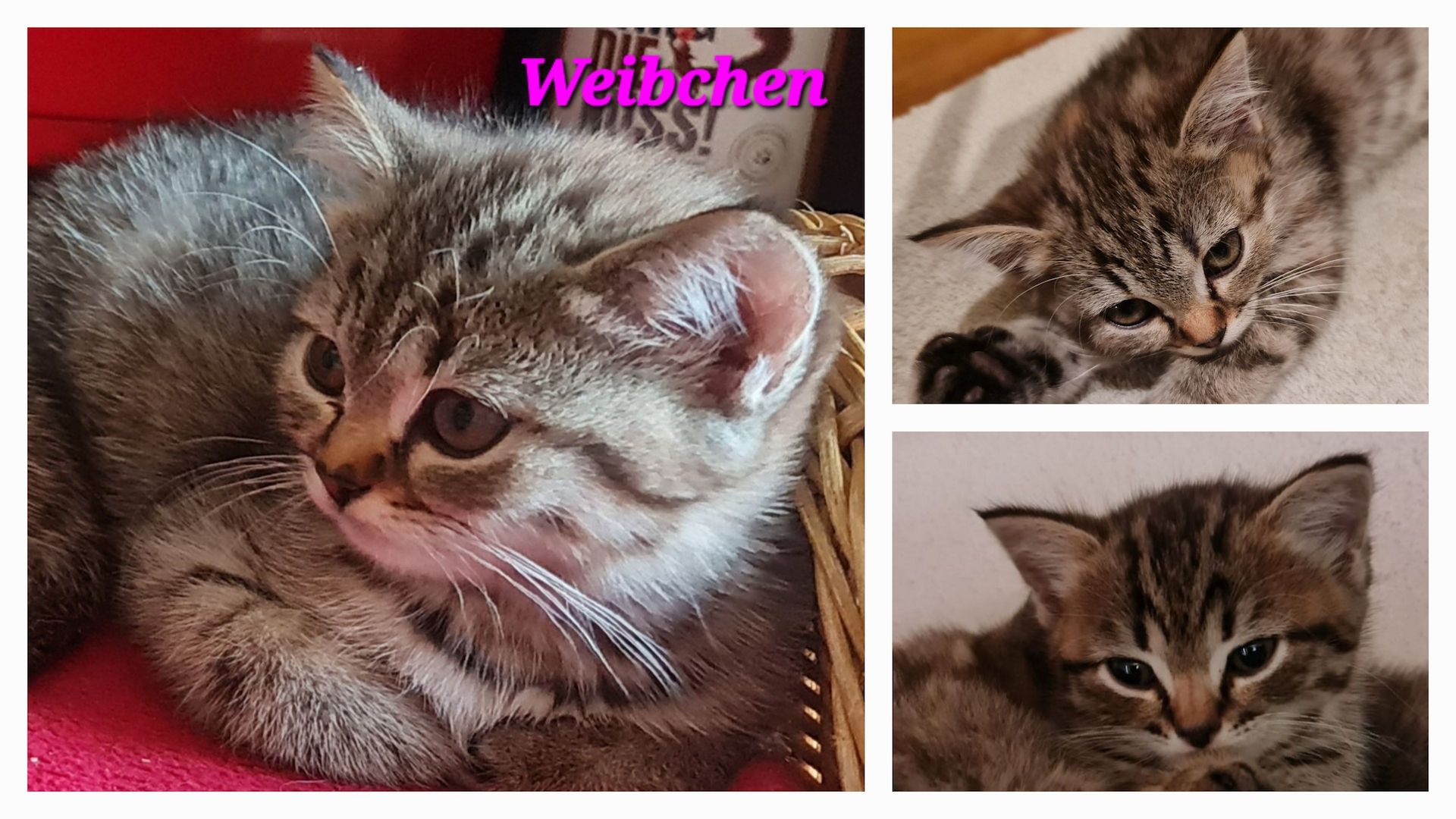 Drei wunderschöne BKH/BLH Kitten zu verkaufen.