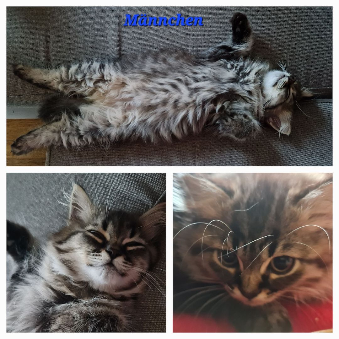 Drei wunderschöne BKH/BLH Kitten zu verkaufen.