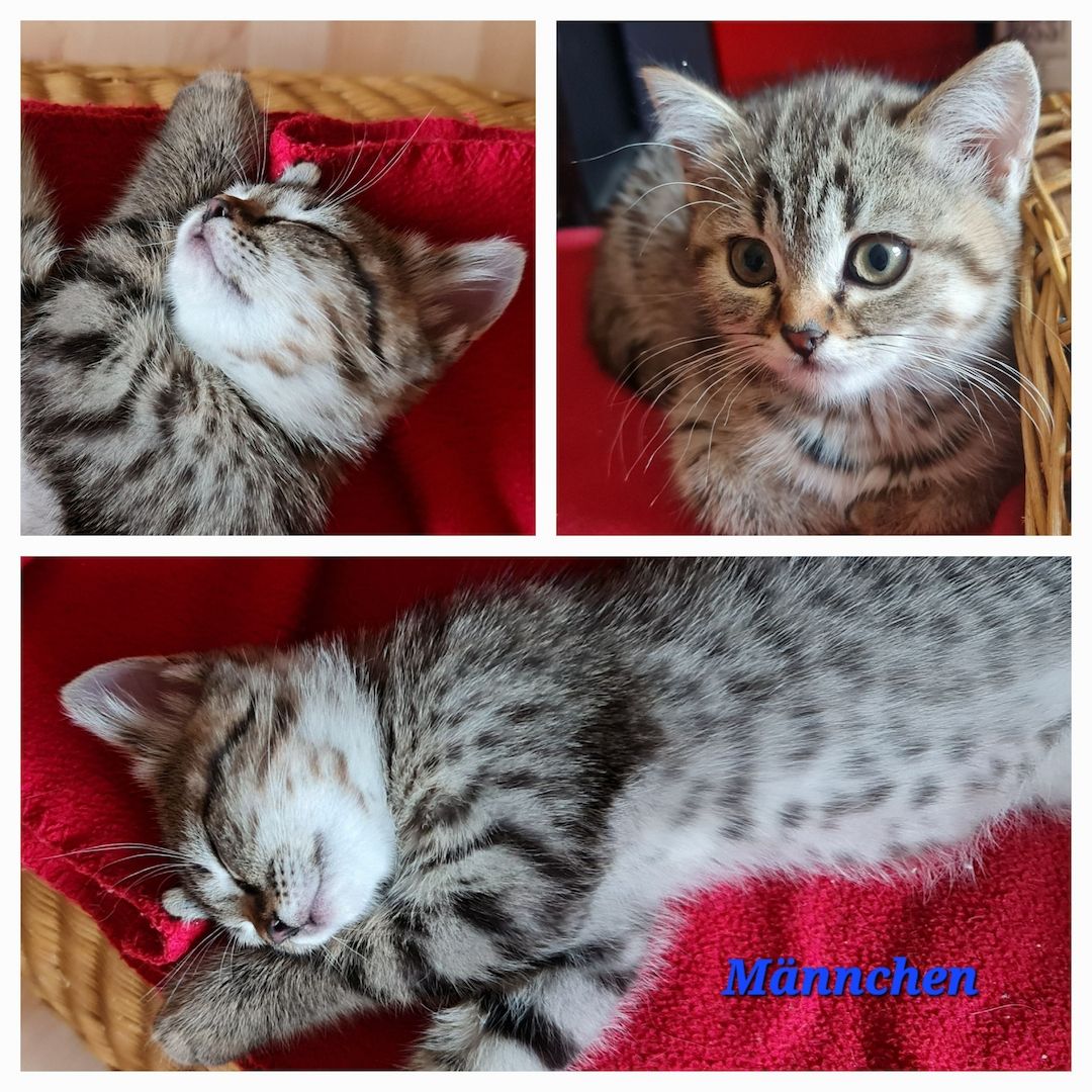 Drei wunderschöne BKH/BLH Kitten zu verkaufen.