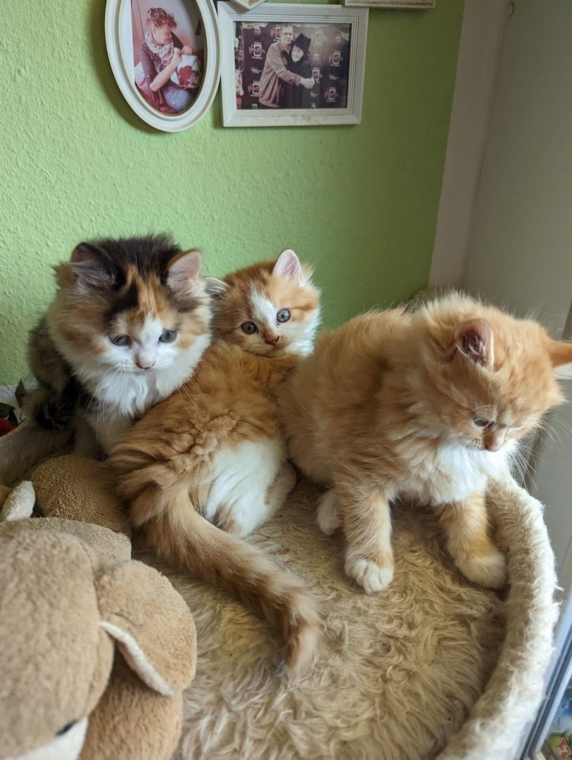 Süße Persermixbabys