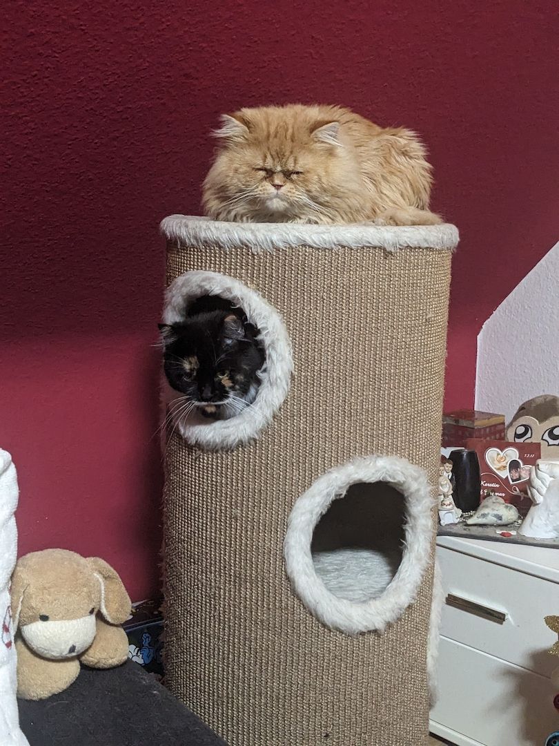 Süße Persermixbabys