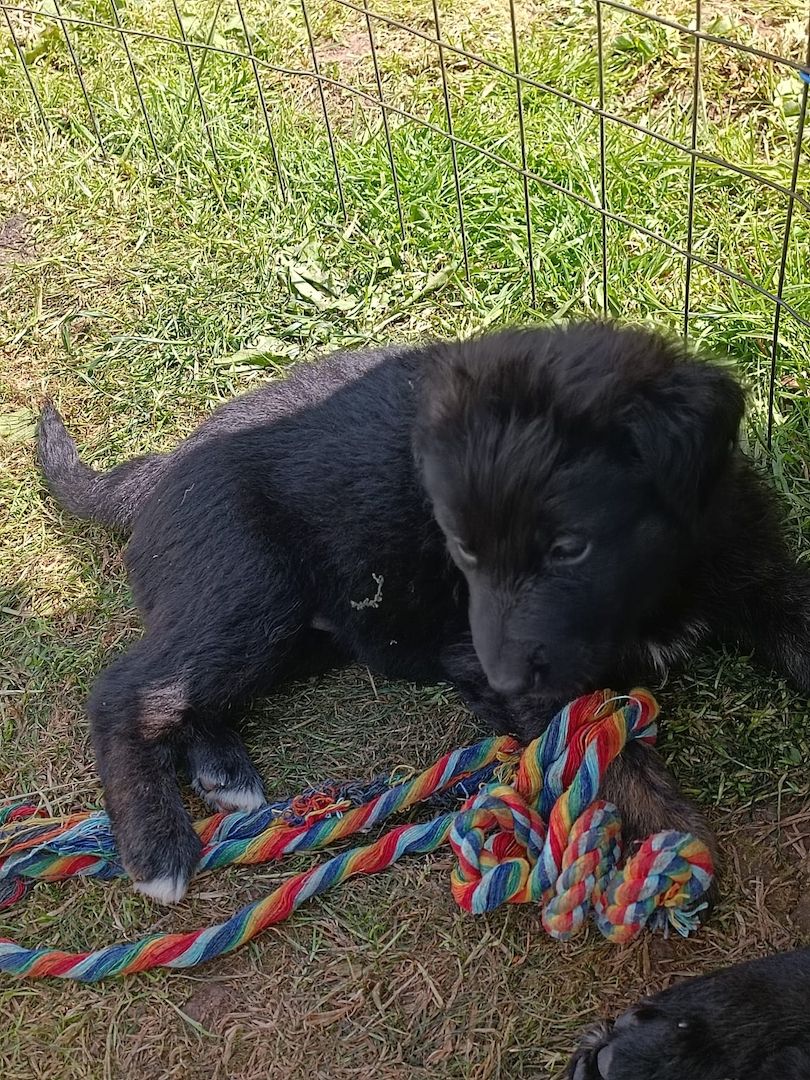 Hundewelpen Hundewelpen