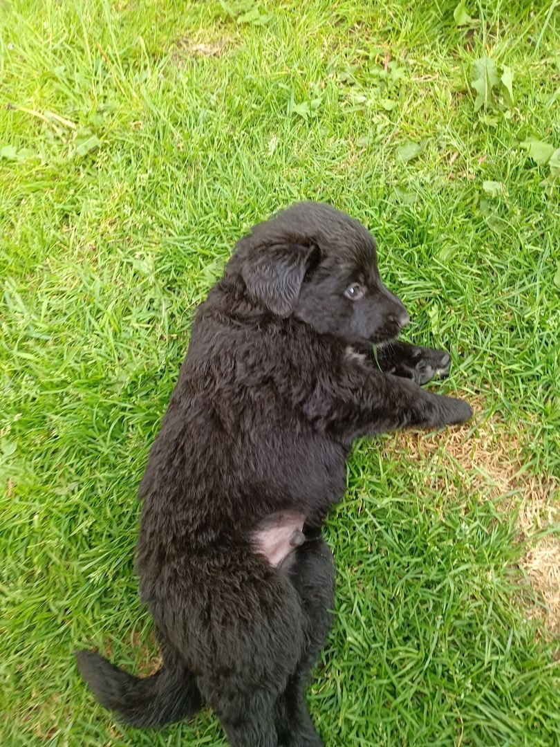 Hundewelpen Hundewelpen