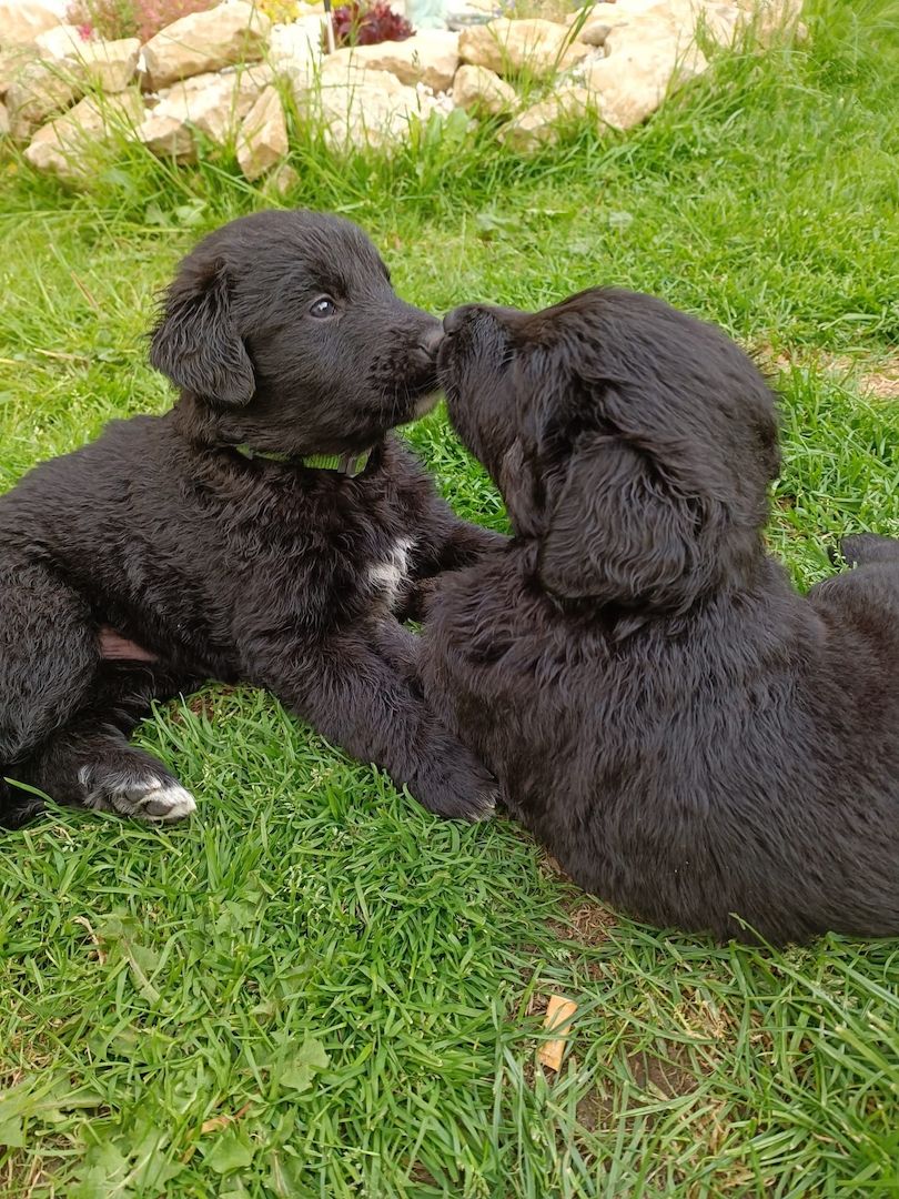 Hundewelpen Hundewelpen