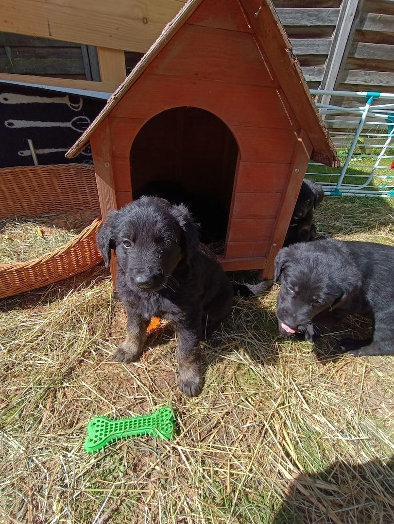 Hundewelpen Hundewelpen