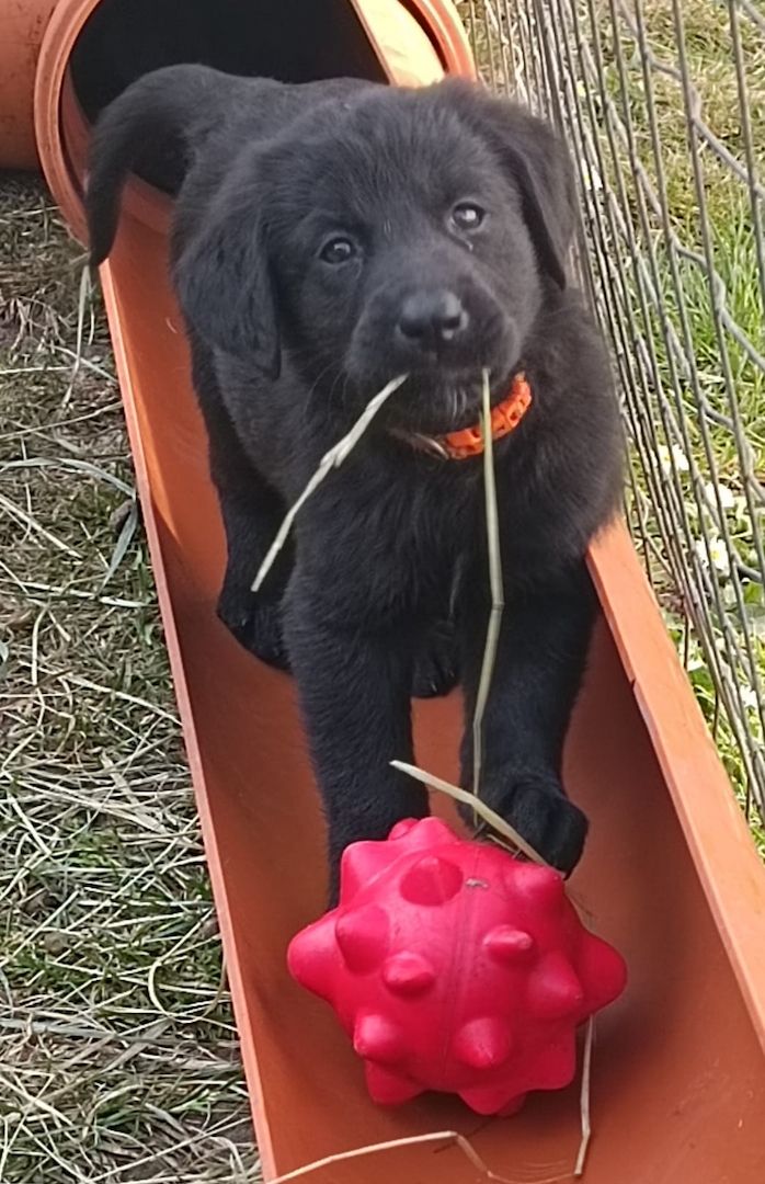 Hundewelpen Hundewelpen