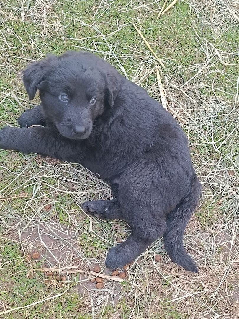 Hundewelpen Hundewelpen