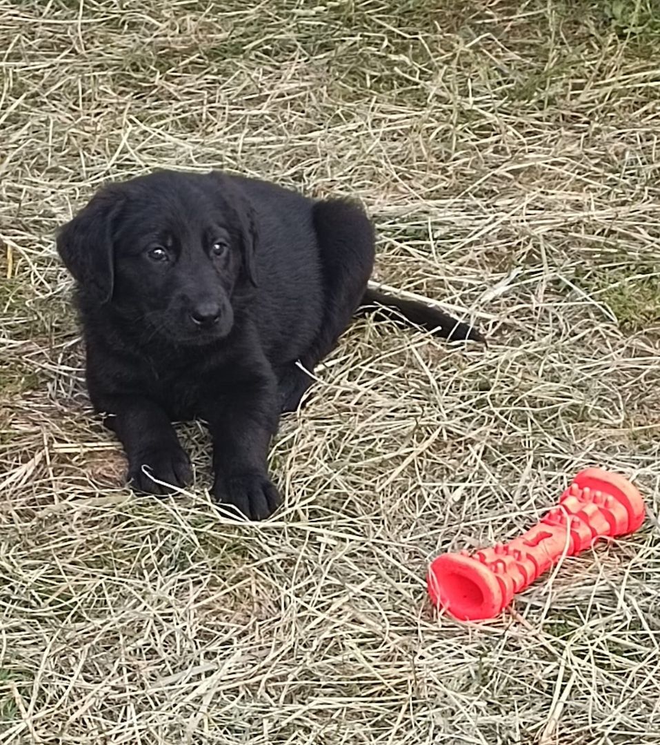 Hundewelpen Hundewelpen