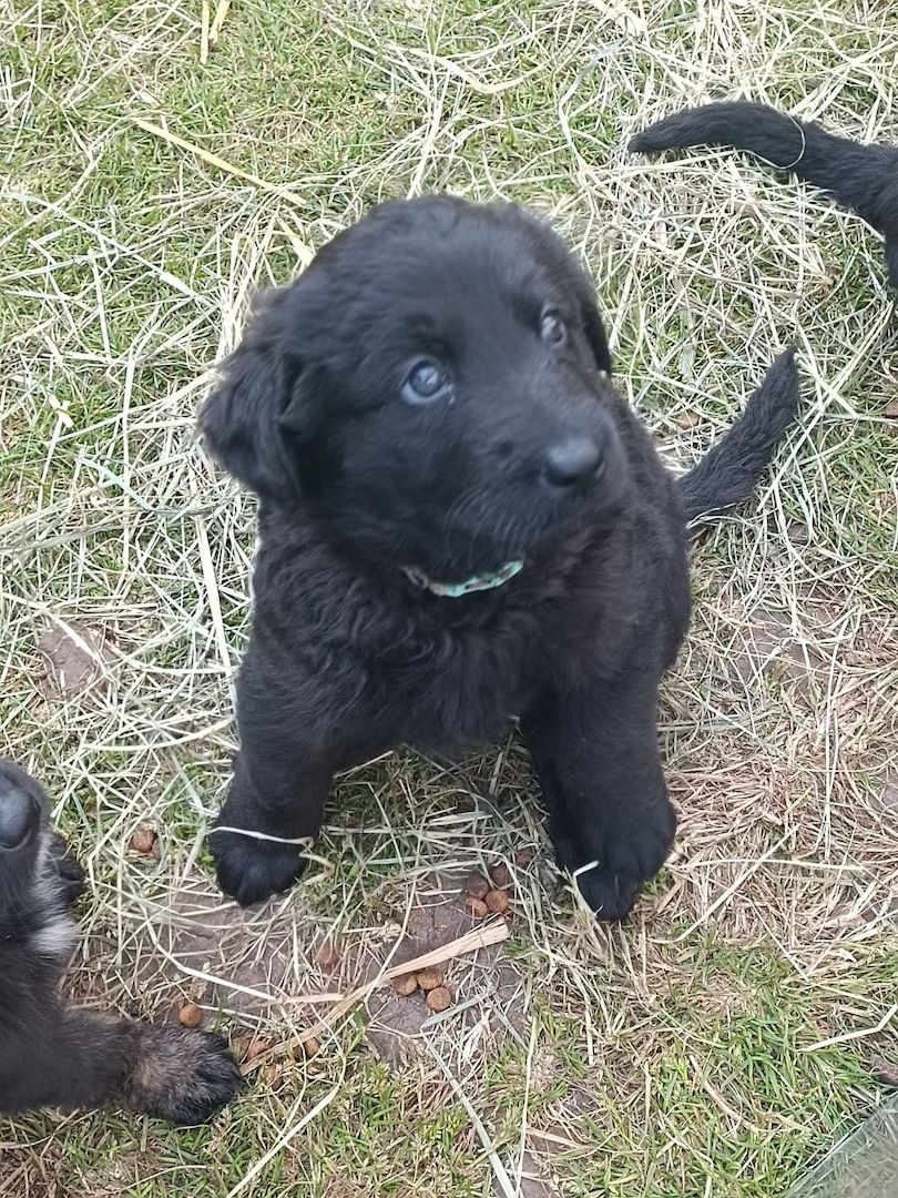 Hundewelpen Hundewelpen