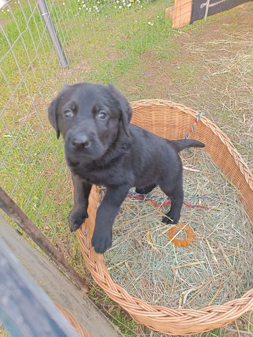 Hundewelpen Hundewelpen