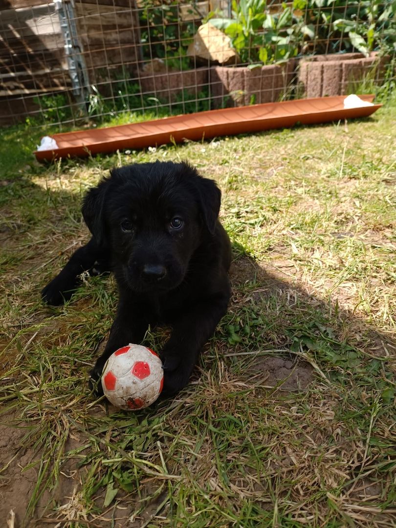 Hundewelpen Hundewelpen