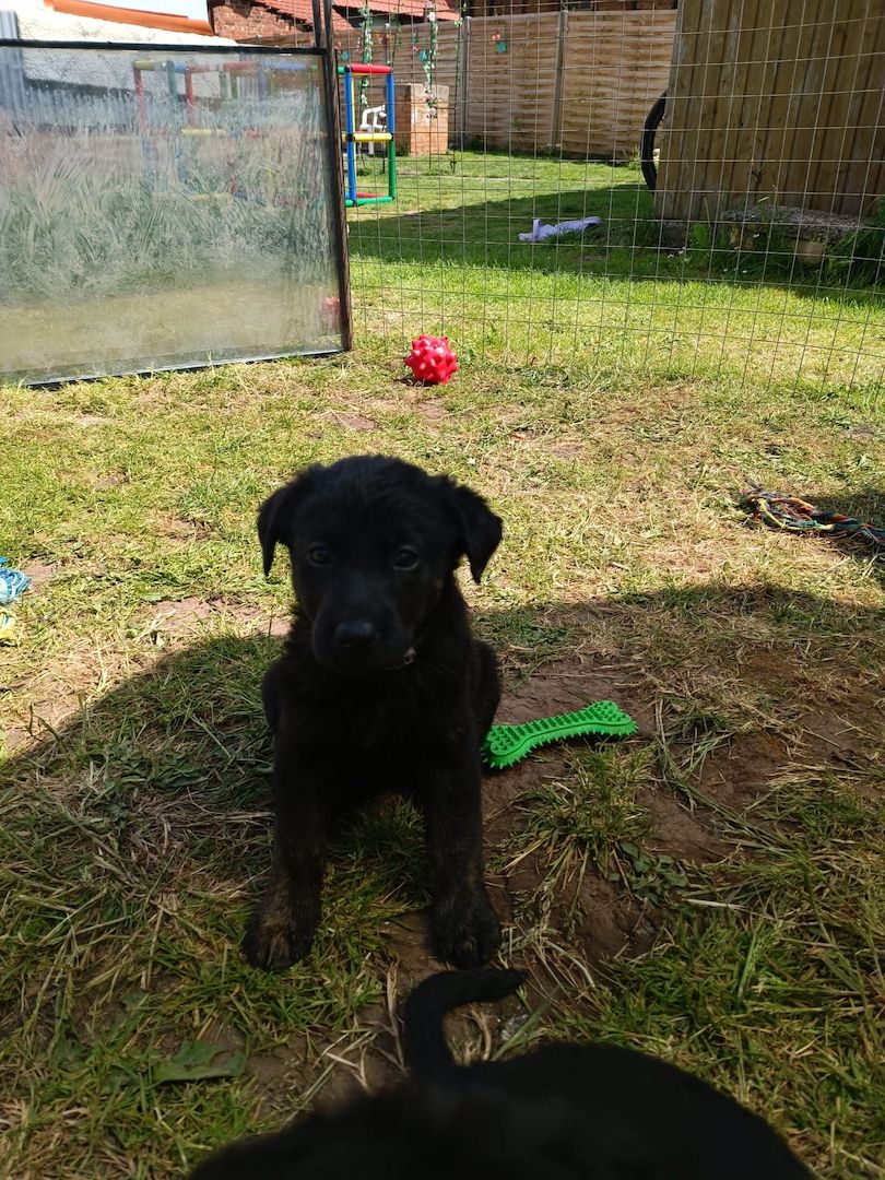 Hundewelpen Hundewelpen