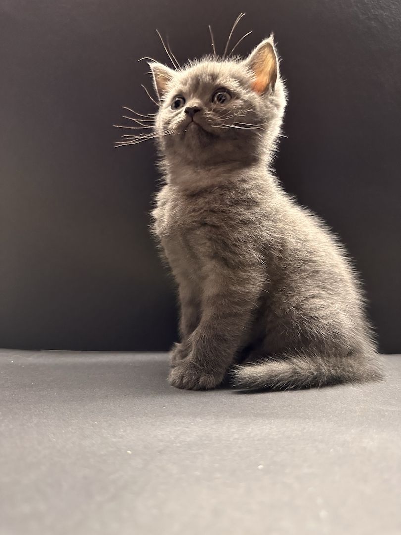 🐾 Wunderschöner BKH Welpe sucht ein liebevolles Zuhause! 🐾