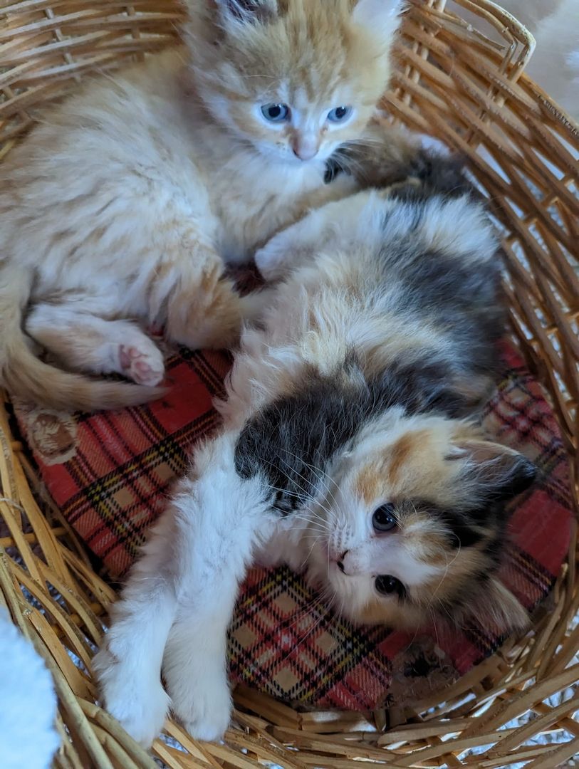 Süße Persermixbabys