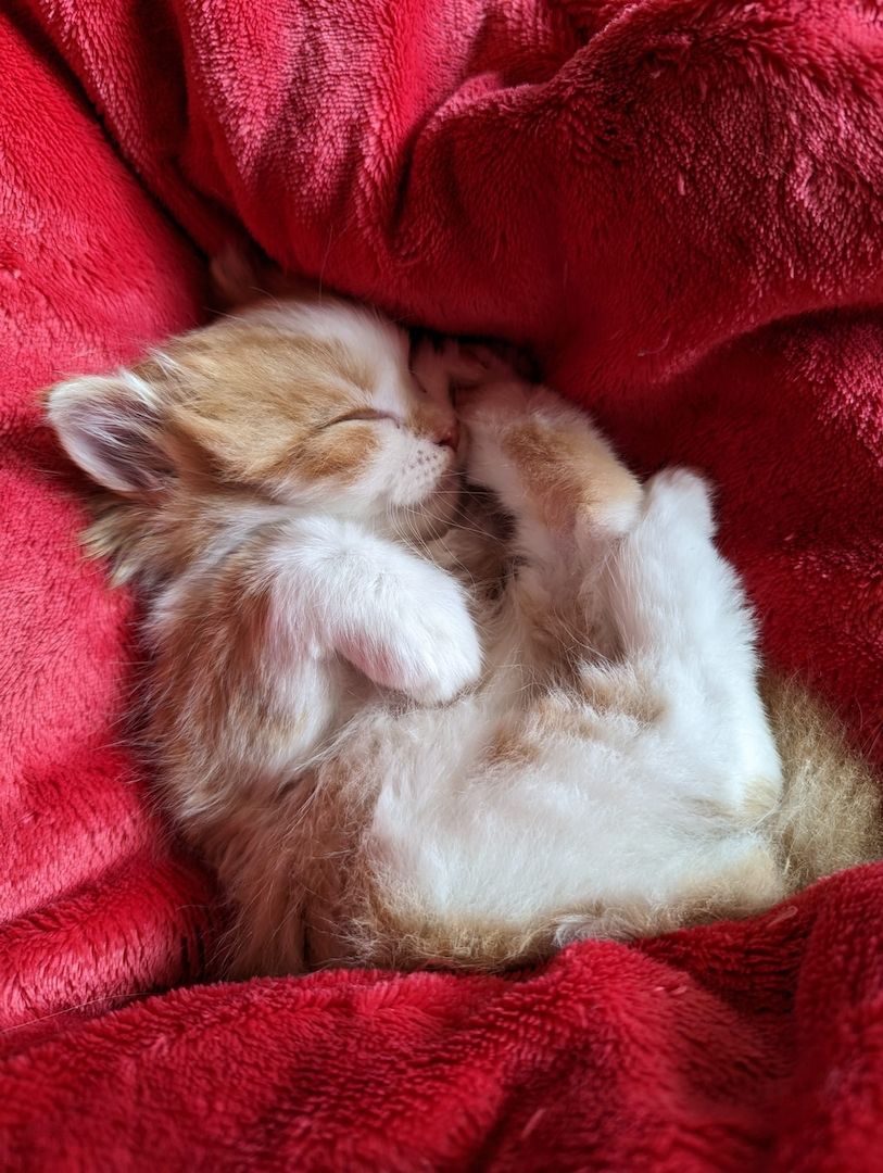 Süße Persermixbabys