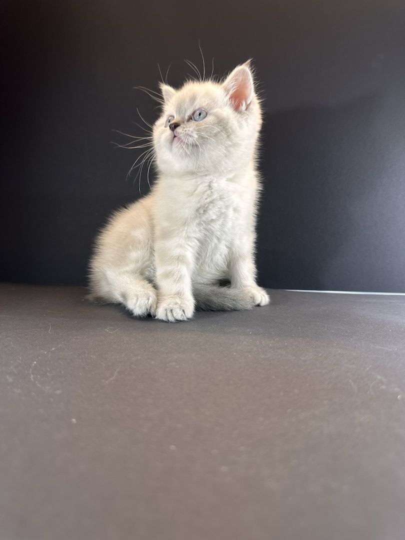 🐾 Zauberhafte BKH Welpe sucht liebevolles Zuhause! 🐾