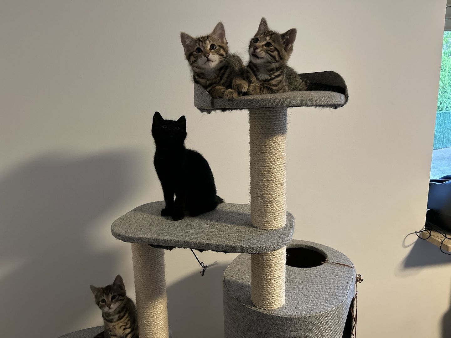 Vier süße Kätzchen abzugeben