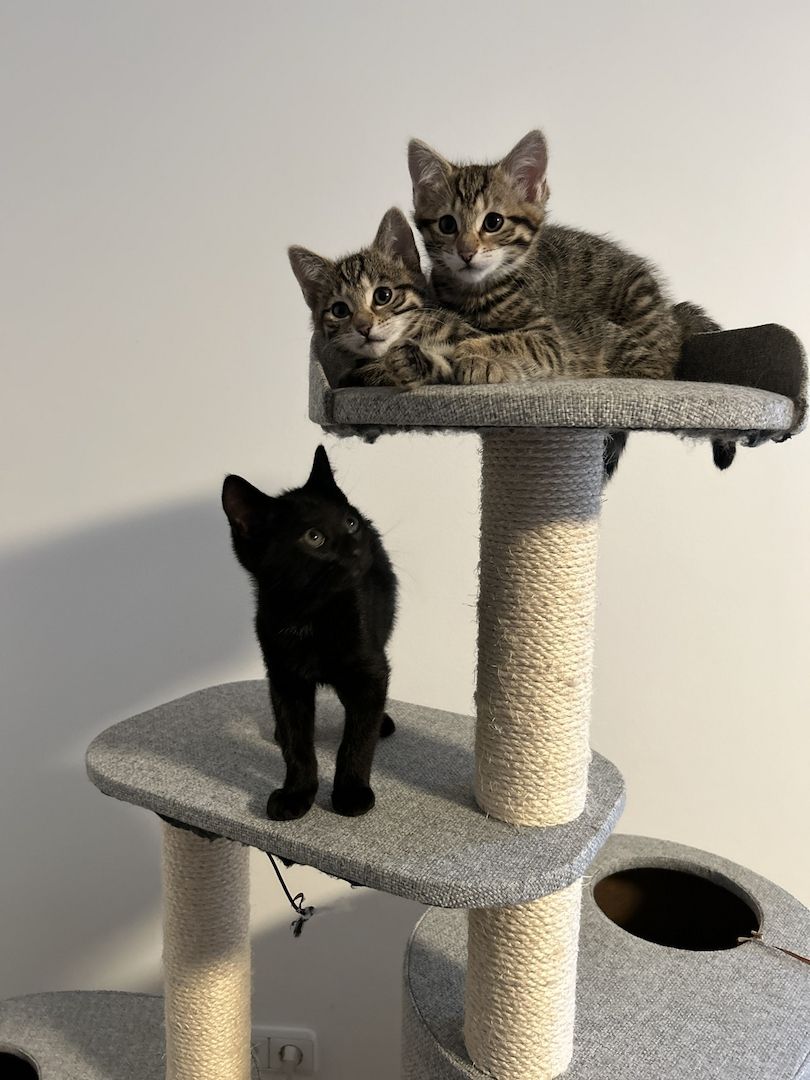 Vier süße Kätzchen abzugeben