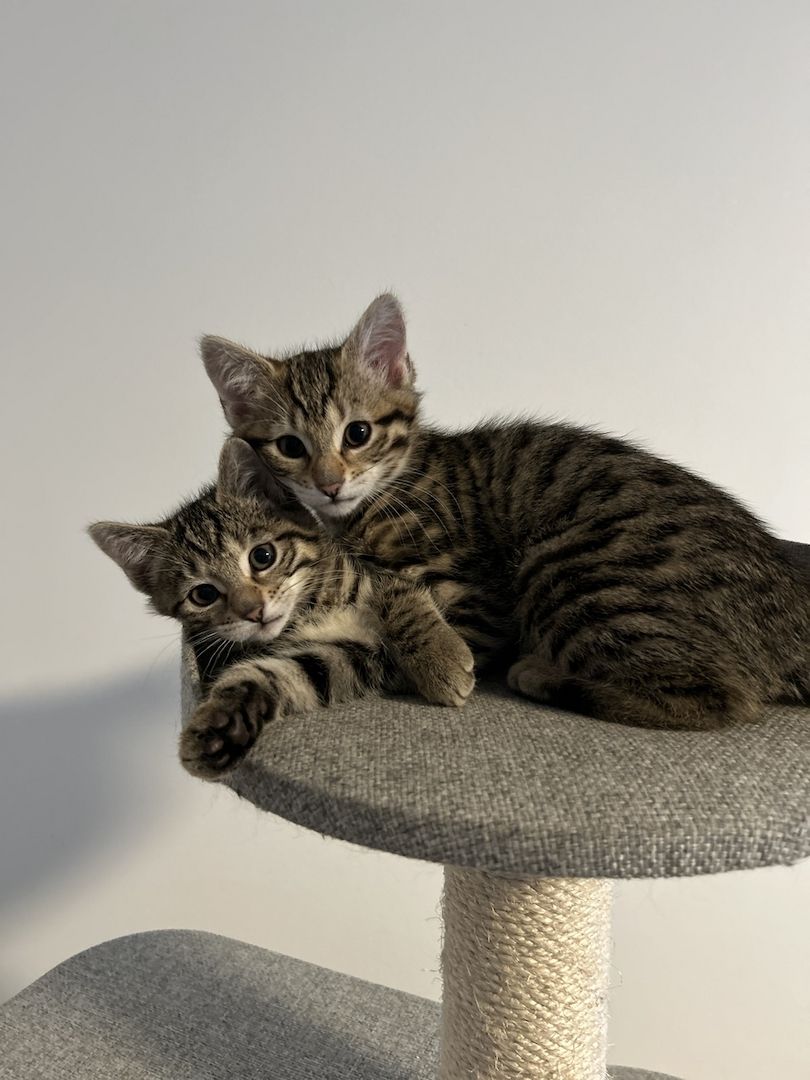 Vier süße Kätzchen abzugeben