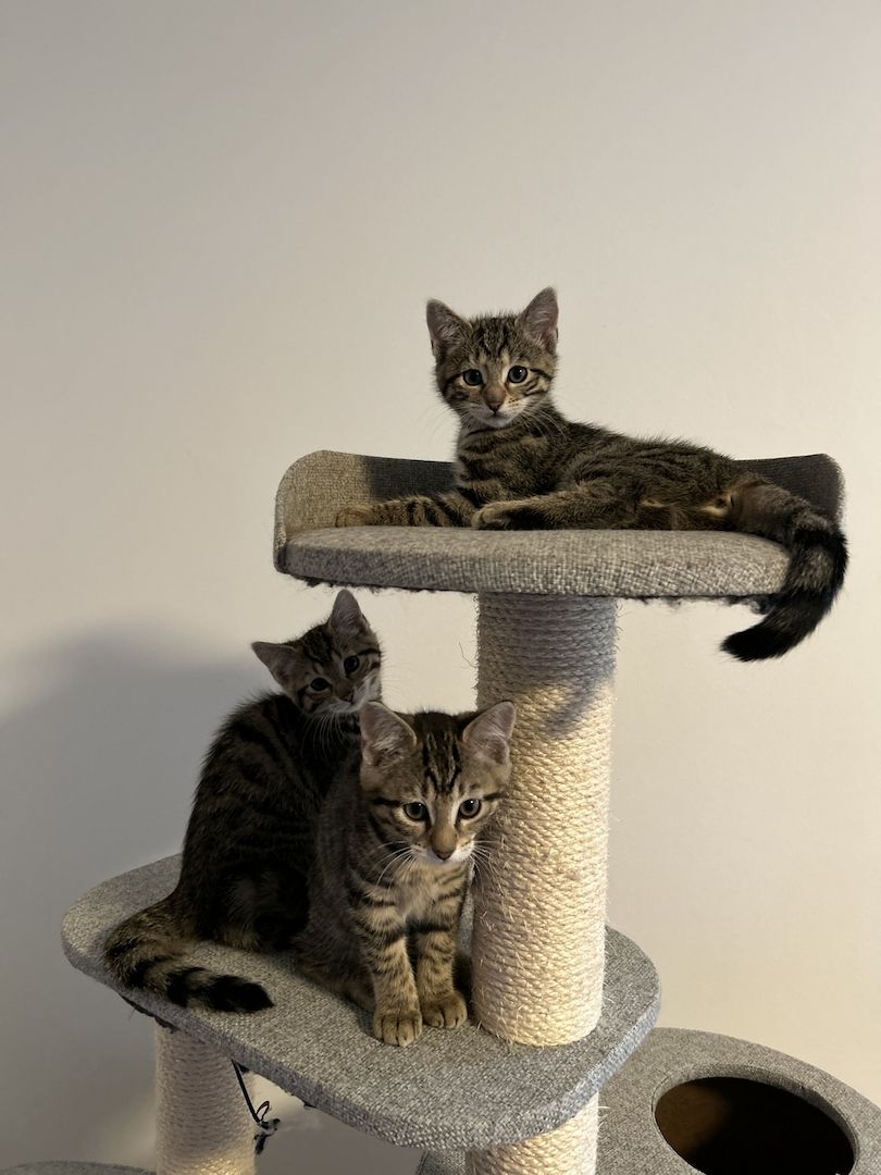 Vier süße Kätzchen abzugeben