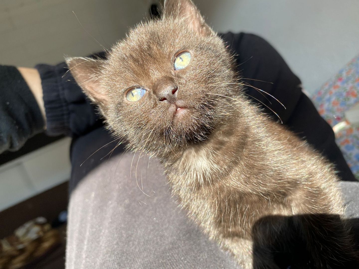 Baby Katzen ekh abgabebereit!