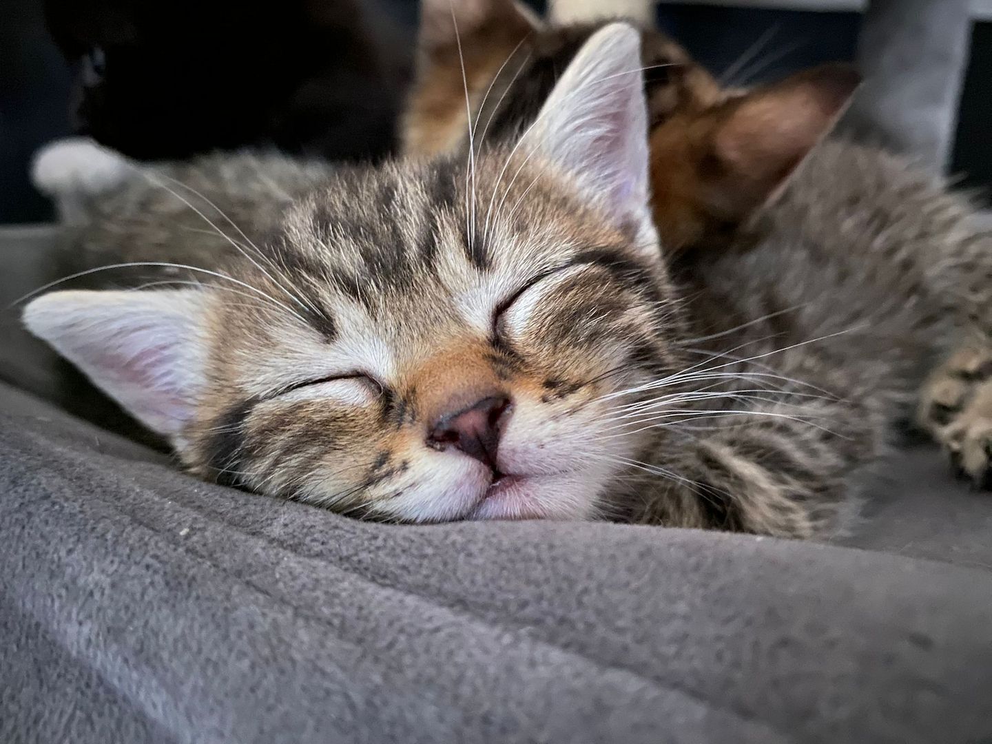 Baby Katzen ekh abgabebereit!